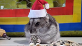 Top Hamsters 🔴 Cute Hamster Videos Compilation - Adorables Hamsters Vídeo Recopilación