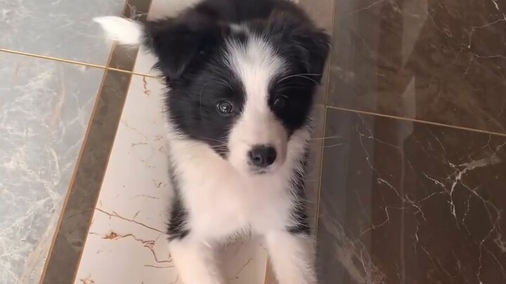 The changes of the little border collie in 30 days after arriving home