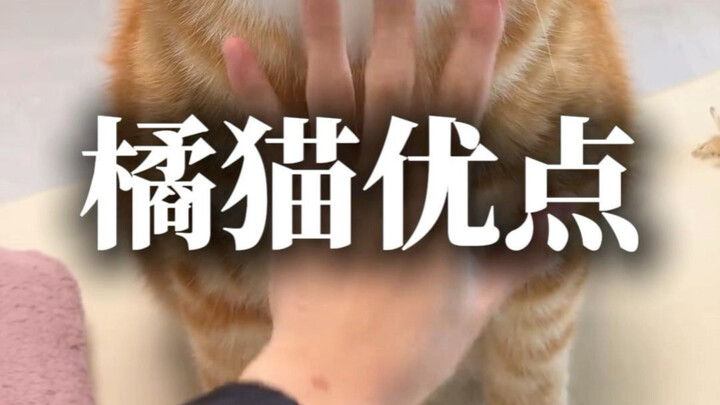 Ưu điểm của mèo cam