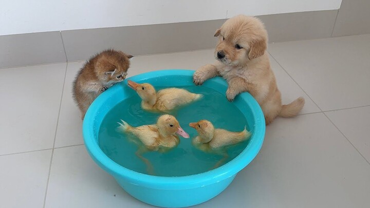 Anak anjing dan anak kucing semuanya datang untuk menyaksikan bagaimana bebek kecil berenang