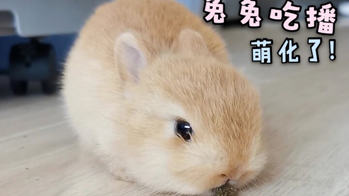 คลิปอีทแสตนด์ของลูกกระต่ายนมเพิ่งครบเดือน นุ่มนิ่มเกินไปแล้ว! อ้ายเหวยตายวนไปเลย!