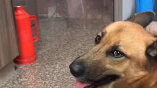 Bahkan anjing yang paling ganas sekalipun akan gemetar ketakutan begitu bertemu dokter hewan.