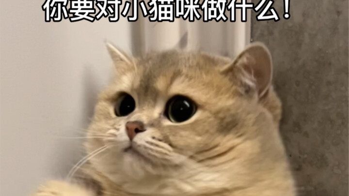 If a little kitten’s too cute, it might just get gobbled up in one bite!