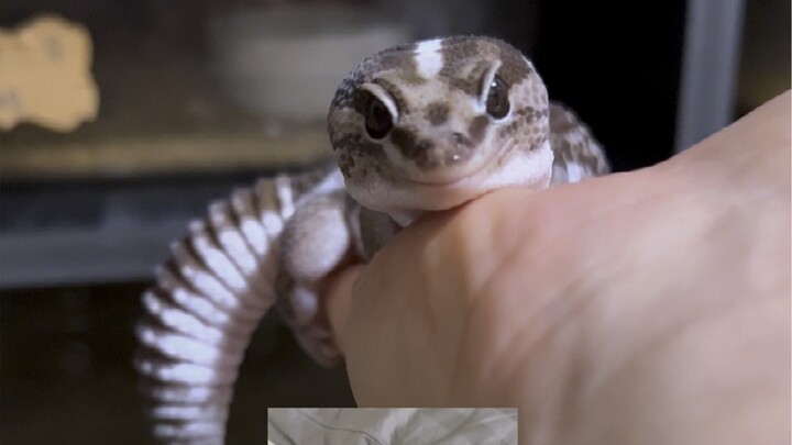 I never would have guessed—your budget-friendly otter substitute could be a gecko!