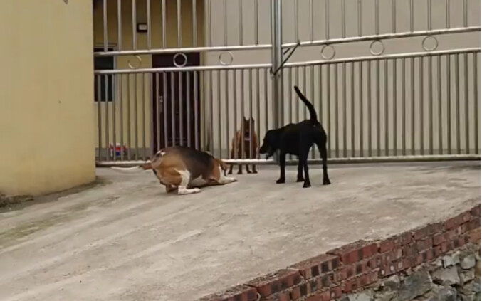 My dog got tricked by two dogs from the village and fell right into their trap.