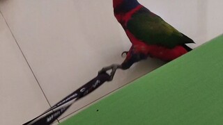 burung pintar