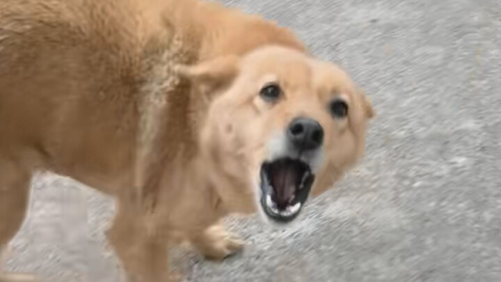 “This is probably why people keep dogs!”