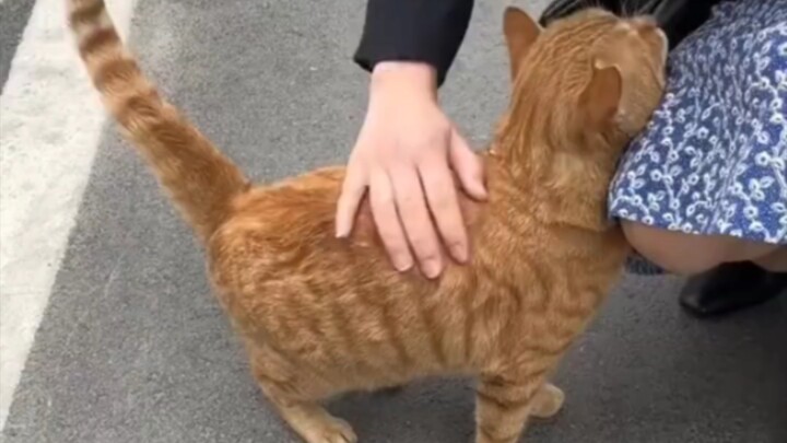 Kucing: “Sentuh aku, sentuh aku, cepatlah sentuh aku~, jangan sungkan”