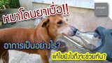 หมาโดนวางยาเบื่อ | อาการและวิธีแก้ไข ต้องทำยังไงให้ช่วยทัน!!