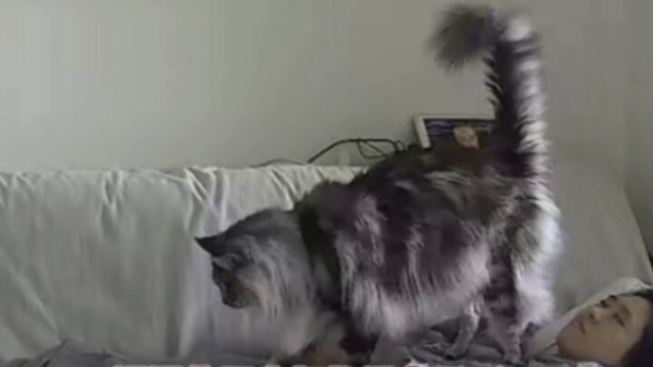 เลี้ยงแมวเมนคูนไว้สักตัว มันจะเห่าตลอดเวลา