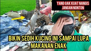 Kucing Ini Setiap Hari Cari Makan Di Tempat Sampah | Reaksi Pada Saat Di Kasih Makan Yang Berisih.!