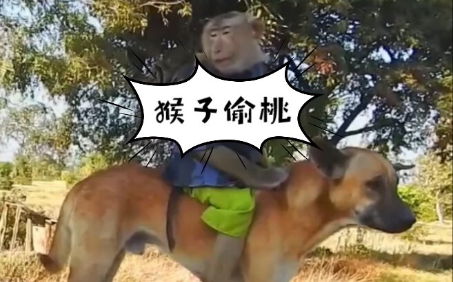 A monkey actually sneaked up to steal the dog’s peach!