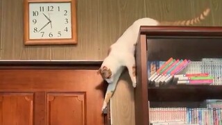 主人显然低估了喵星人的智商