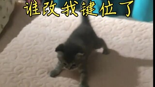 Precious images of a kitten taming its head with its limbs