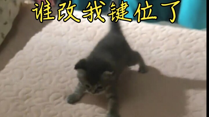 Precious images of a kitten taming its head with its limbs