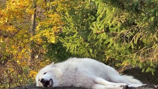 You know how to fool other wolves