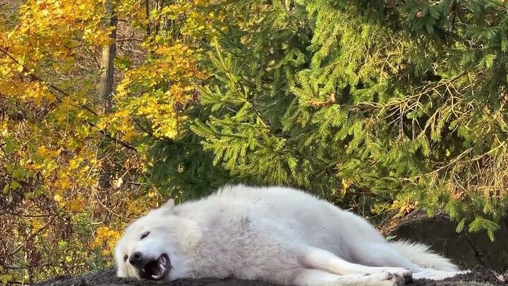 You know how to fool other wolves