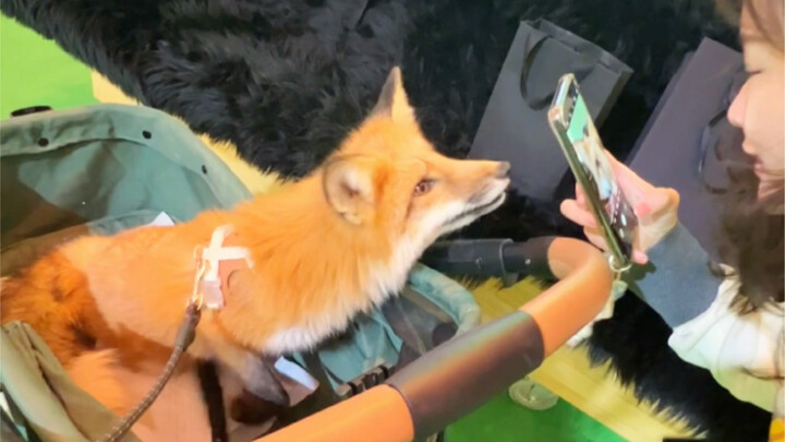 Phản ứng của người qua đường khi nhìn thấy con cáo, quá chân thực!