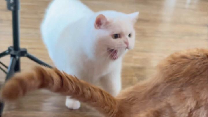 Sudah membayangkan berulang kali dalam pikiran bagaimana mereka berdua bersama... Ternyata justru sa