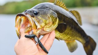 Catching Seafood 🦀 ASMR Relaxing (Catch Shark , Catch Fish ,Deep Sea Monster )