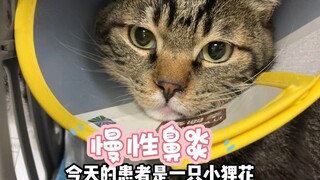 小家伙流脓鼻涕一年啦，今天终于冲洗干净了，希望它可以健健康康的😊