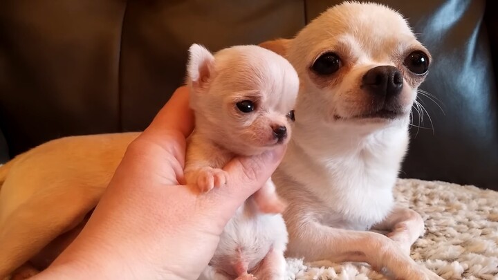 Xiao Ji's Xiao Ji—that's Little Xiao Ji!