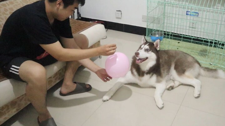 What if a balloon suddenly pops? Would a husky get scared?