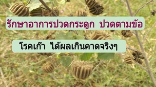 สูตรสมุนไพรครอบฟันสี รักษาโรคเก๊า อาการปวดข้อ ปวดกระดูก หายจริงจนอยากแชร์ต่อ/โดยฮอยไทยอีสาน
