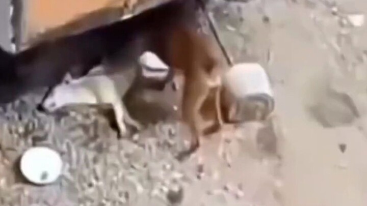 หมา: จงฟื้นคืนชีพเถิด ที่รักของข้า