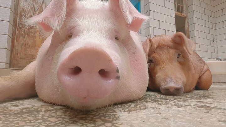 จ้องหมู