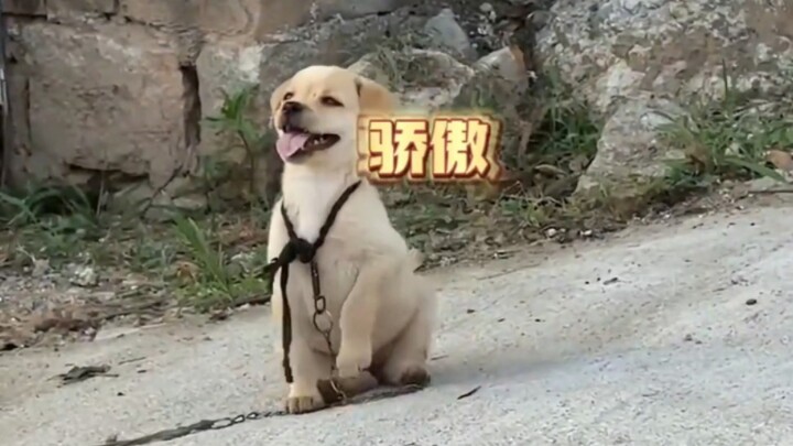 “Liking humans is already hardwired into dogs’ genes.”