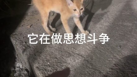 ฉันอีกแล้ว… #เก็บแมวได้