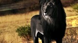 Top 10 most unique lions in the world