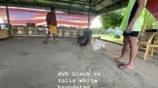 dvh black vs toliz white