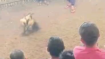 loss grey (putol tari nanaman) 11minutes fight