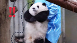 "Panda Huahua". I run, I roar, I... That's all.