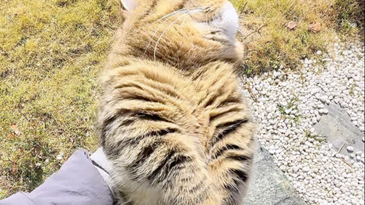 I'm so busy feeding the cat every single day that I'm absolutely exhausted!