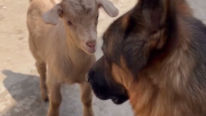 When the alpha dog meets the ultimate chaos goat! ππ₯πΆ