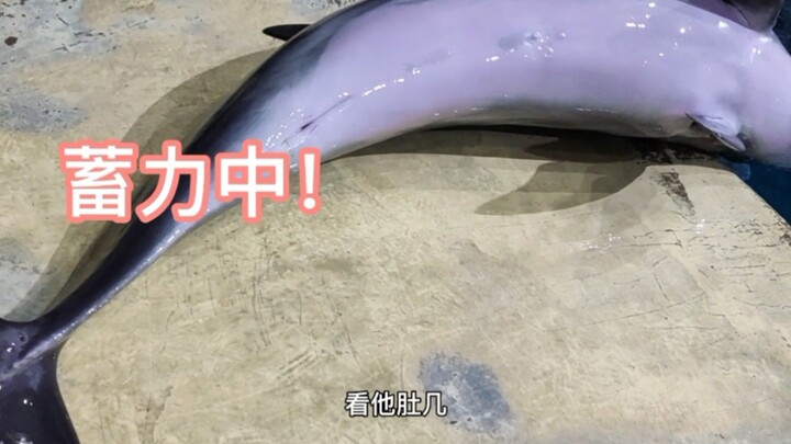 Yaitu si “Babi Nakal” ini! Aku akan membalasmu!