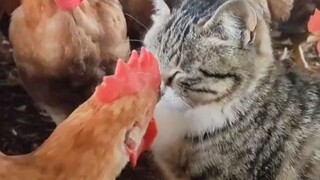 Gà: Đánh tôi có tác dụng gì?