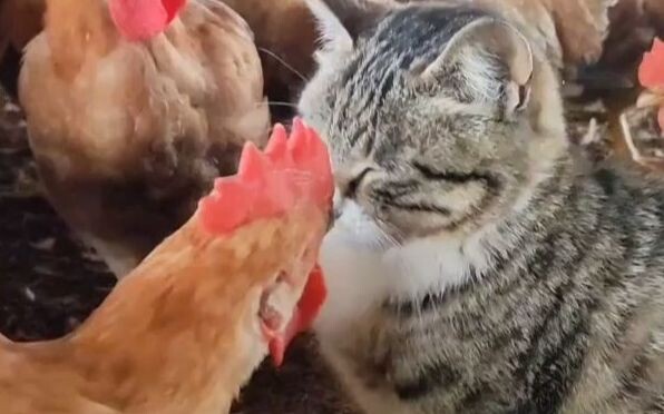 Gà: Đánh tôi có tác dụng gì?