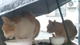 ฉันมาแล้วทั้งลมทั้งฝน เพราะพวกคุณกำลังรอฉันอยู่