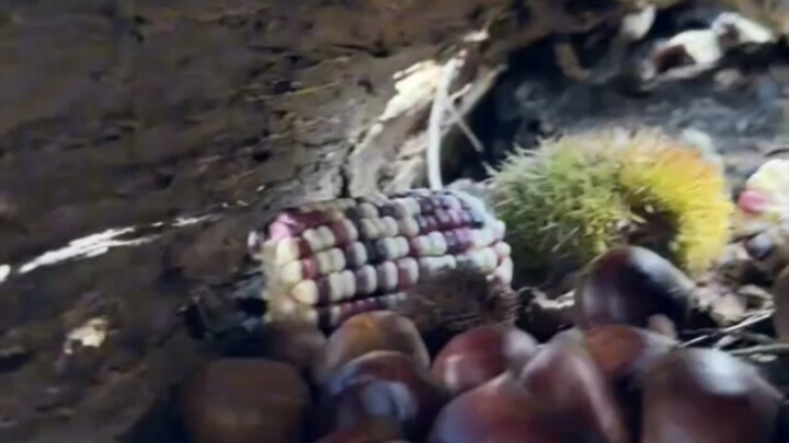 Sorry, little mouse! I’m so hungry I’ll just borrow two to munch on—promise I’ll give them back some