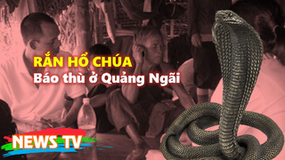 Rắn hổ chúa báo thù ở Quảng Ngãi