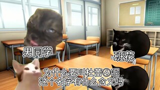 【猫MEME】不会的问题也不要胡答啊！