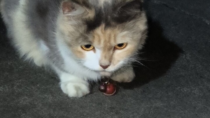 Con mèo nhỏ… hehe… con mèo nhỏ…