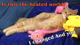 Chú mèo Phương Nam lần đầu được nhìn thấy máy sưởi