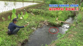 SEMPAT TAK PERCAYA.. !! MANCING DI SELOKAN SAWAH DAPAT IKAN BESAR BESAR