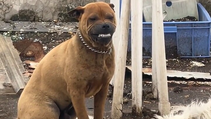 Anjing bisa berubah wajah hanya dalam satu detik!