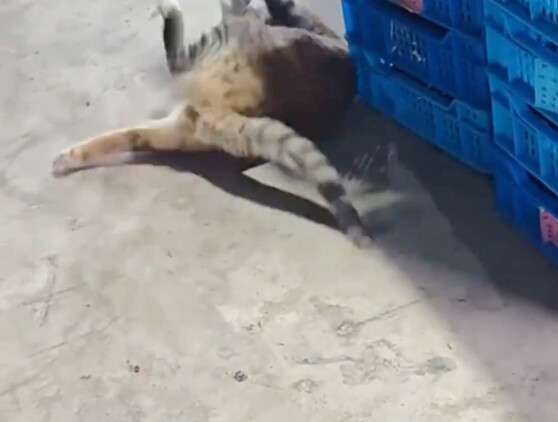 Cat Code Faggot Compilation